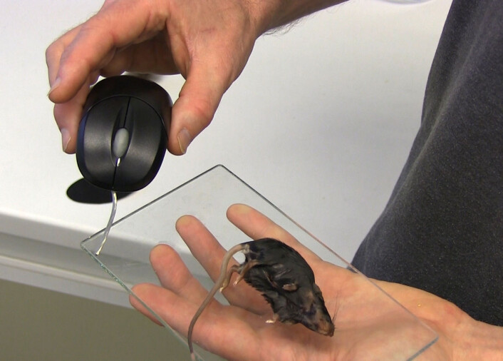 Flua flyr gjerne mot en datamus, så lenge den lukter like liflig som en ekte død mus. Lukt trumfer syn, viser forskning gjort i vindtunnelen til NIBIO på Ås. (Foto: Fra video av Arnfinn Christensen) Flua flyr gjerne mot en datamus, så lenge den lukter like liflig som en ekte død mus. Lukt trumfer syn, viser forskning gjort i vindtunnelen til NIBIO på Ås. (Foto: Fra video av Arnfinn Christensen)