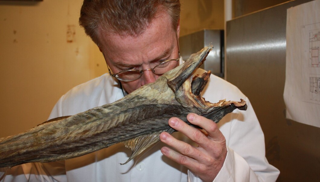 Tørrfisken som har gått gjennomtradisjonell tørkeprosessen innendørs, lukter mindre og smaker like godt som tradisjonell tørket tørrfisk, mener John-Erik Haugen i Nofima. (Foto: Reidun Lilleholt Kraugerud, Nofima) Tørrfisken som har gått gjennomtradisjonell tørkeprosessen innendørs, lukter mindre og smaker like godt som tradisjonell tørket tørrfisk, mener John-Erik Haugen i Nofima. (Foto: Reidun Lilleholt Kraugerud, Nofima)