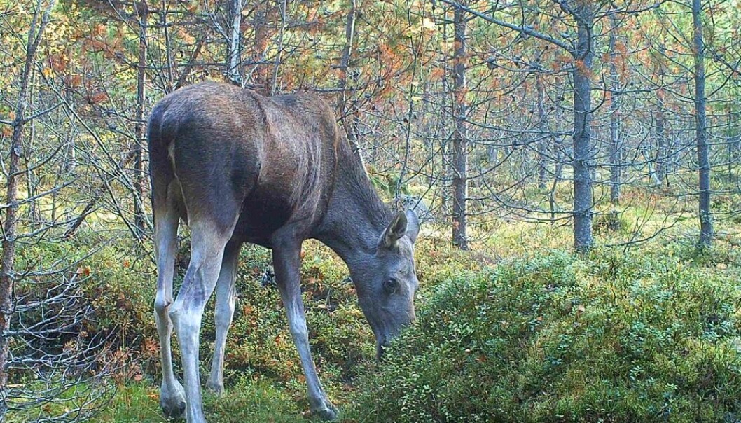 Blir det mye blåbær i år med god smak i år, vil elgen sannsynligvis foretrekke å spise dem framfor ung barskog fordi det er mer næring i dem enn i skuddene fra furua. Det får stor betydning for skogdriften. (Foto: Viltkamera, Høgskolen i Hedmark) Blir det mye blåbær i år med god smak i år, vil elgen sannsynligvis foretrekke å spise dem framfor ung barskog fordi det er mer næring i dem enn i skuddene fra furua. Det får stor betydning for skogdriften. (Foto: Viltkamera, Høgskolen i Hedmark)