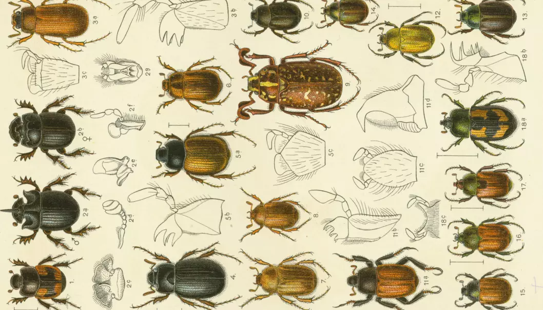 Leddyr som insekter og edderkopper er den største gruppa dyr på kloden. Her et utsnitt av en tysk bille-oversikt fra 1908. (Illustrasjon: Fauna Germanica: Die Käfer des deutschen Reiches, Wikimedia Commons)