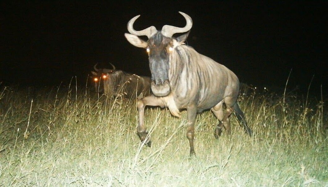 Gnuer på Serengeti som blir knipset på natten. (Foto: SnapshotSerengeti)