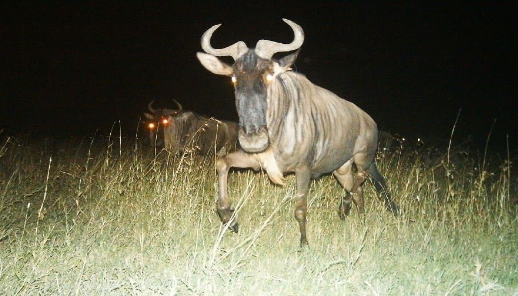 Gnuer på Serengeti som blir knipset på natten. (Foto: SnapshotSerengeti) Gnuer på Serengeti som blir knipset på natten. (Foto: SnapshotSerengeti)