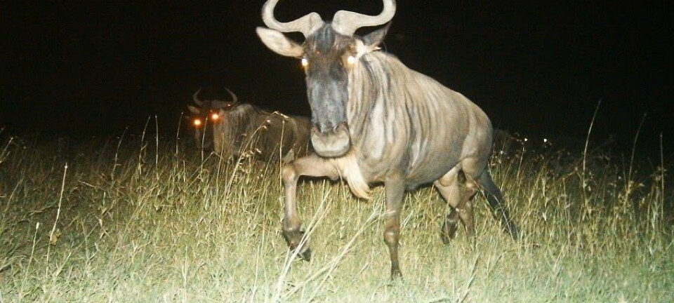 Gnuer på Serengeti som blir knipset på natten. (Foto: SnapshotSerengeti)