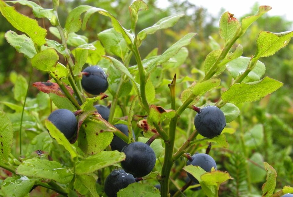 Forskere ser nå stadig klarere hvor viktige blåbæra er for livet i norsk natur. Planten vokser i store nettverk også under bakken.  (Foto: (Niels Fabæk, scanpix Danmark))