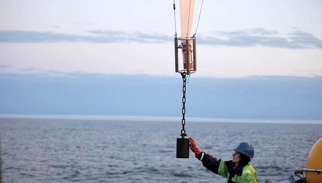 En av forskerne setter ut nett for å samle opp alger. Bildet er tatt fra feltarbeidet som ble gjort høsten 2013 i Polhavet med forskningsskipet Lance. (Foto: Amy Cooper, Woods Hole Oceanographic Institute) En av forskerne setter ut nett for å samle opp alger. Bildet er tatt fra feltarbeidet som ble gjort høsten 2013 i Polhavet med forskningsskipet Lance. (Foto: Amy Cooper, Woods Hole Oceanographic Institute)