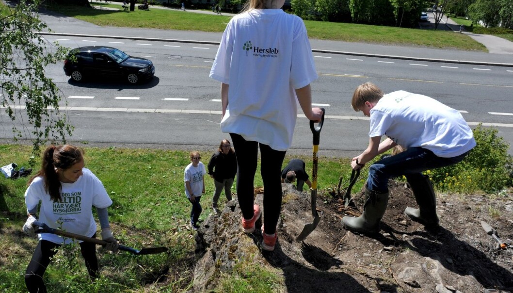 Slik ser det ut når elever fra Hersleb videregående skole jakter på fossiler i Tøyenparken. I samarbeid med forskere ved Naturhistorisk museum i Oslo, gikk elevene løs på berget med hakke og spade for å finne fossiler av Endocera, en blekksprutart som levde på Tøyen i Oslo for 465 millioner år siden. (Foto: Ram Gupta) Slik ser det ut når elever fra Hersleb videregående skole jakter på fossiler i Tøyenparken. I samarbeid med forskere ved Naturhistorisk museum i Oslo, gikk elevene løs på berget med hakke og spade for å finne fossiler av Endocera, en blekksprutart som levde på Tøyen i Oslo for 465 millioner år siden. (Foto: Ram Gupta)