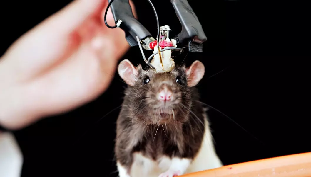 Ved hjelp av signaler fra hjernen kan forskerne forutse hvilken vei rotta vil gå i labyrinten. (Foto: Geir Mogen, NTNU)