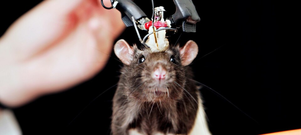 Ved hjelp av signaler fra hjernen kan forskerne forutse hvilken vei rotta vil gå i labyrinten. (Foto: Geir Mogen, NTNU)