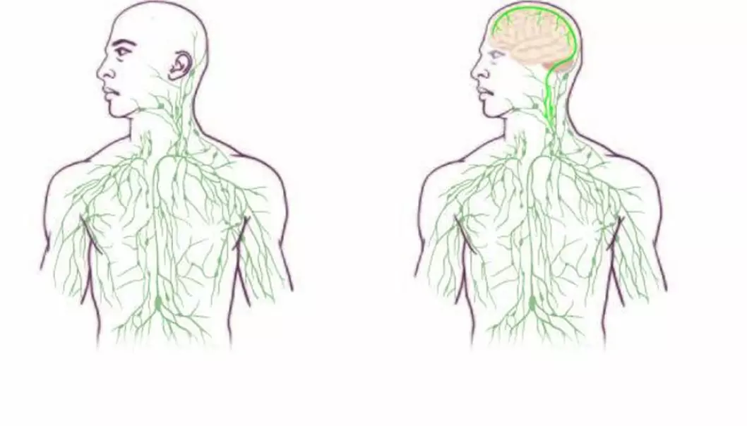 Til venstre det tradisjonelle bildet av lymfesystemet. Til høyre det nye bildet, ifølge amerikanske forskere. De nyoppdagede lymfekarene (markert med lysegrønt) forbinder hjernen med immunsystemet.  (Illustrasjon: University of Virginia Health System)