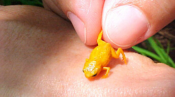 Mini-frosker oppdaget i regnskogen