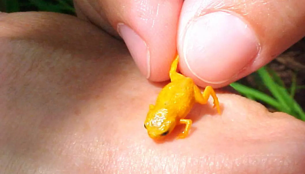 Mini-frosker oppdaget i regnskogen
