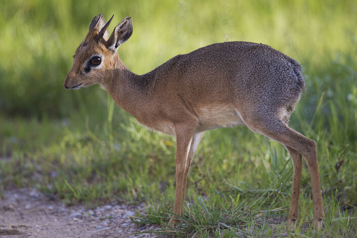 En dik-dik fra Namibia. (Foto: Yathin S Krishnappa/CC BY-SA 3.0) En dik-dik fra Namibia. (Foto: Yathin S Krishnappa/CC BY-SA 3.0)