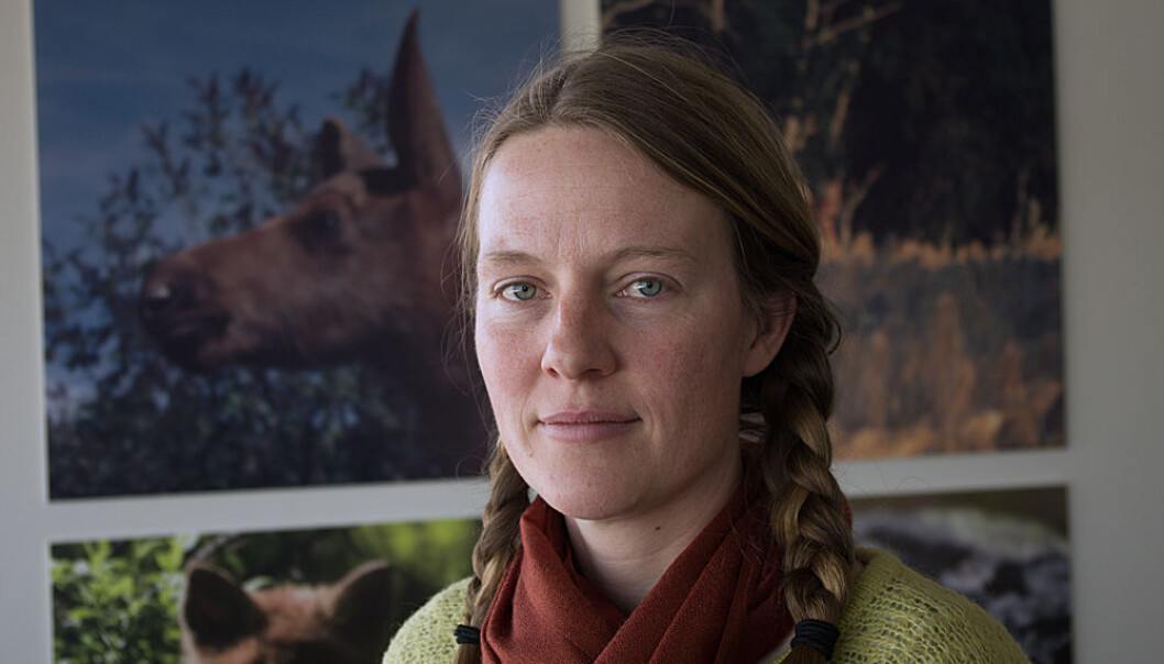 Skogbruket produserer ikke like mye mat til elgen lenger, forteller Karen Marie Mathisen. (Foto: Georg Mathisen) Skogbruket produserer ikke like mye mat til elgen lenger, forteller Karen Marie Mathisen. (Foto: Georg Mathisen)