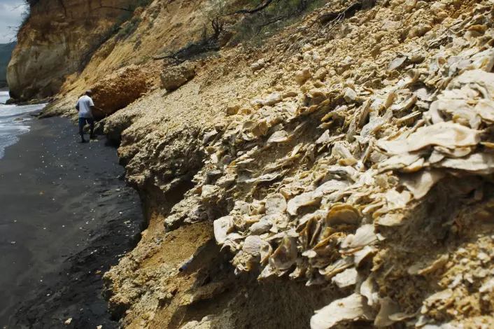 De siste 23 millioner årene har planeten sett ganske lik ut. Disse sedimentene på Jamaica inneholder fossiler som er mellom to og fem millioner år gamle. (Foto: Aaron O'Dea)