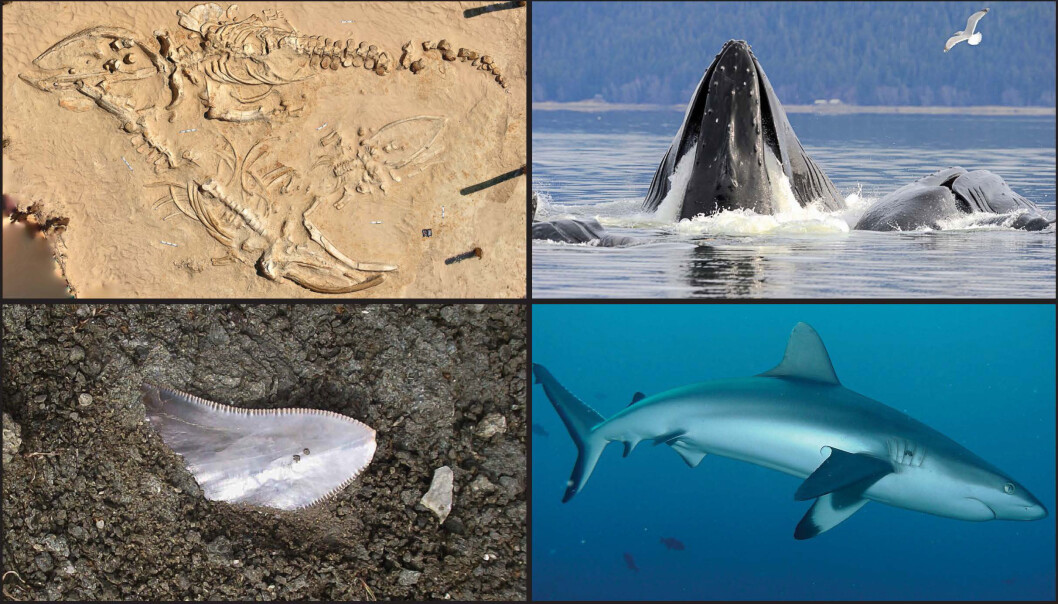 Fossile slektninger kan røpe hvor utrydningstruede dagens marine liv er. Sjøpattedyr som hval blir utryddet raskere enn haier fra naturens side. (Foto: Nicholas D. Pyenson, Ari S. Friedlaender, Catalina Pimiento, Kevin D. Lafferty) Fossile slektninger kan røpe hvor utrydningstruede dagens marine liv er. Sjøpattedyr som hval blir utryddet raskere enn haier fra naturens side. (Foto: Nicholas D. Pyenson, Ari S. Friedlaender, Catalina Pimiento, Kevin D. Lafferty)
