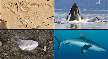 Urgamle fossiler forteller om hvilke arter som er truet nå