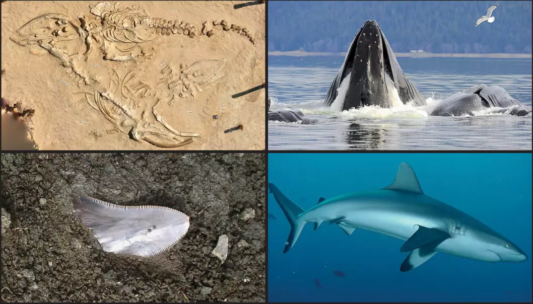 Urgamle fossiler forteller om hvilke arter som er truet nå