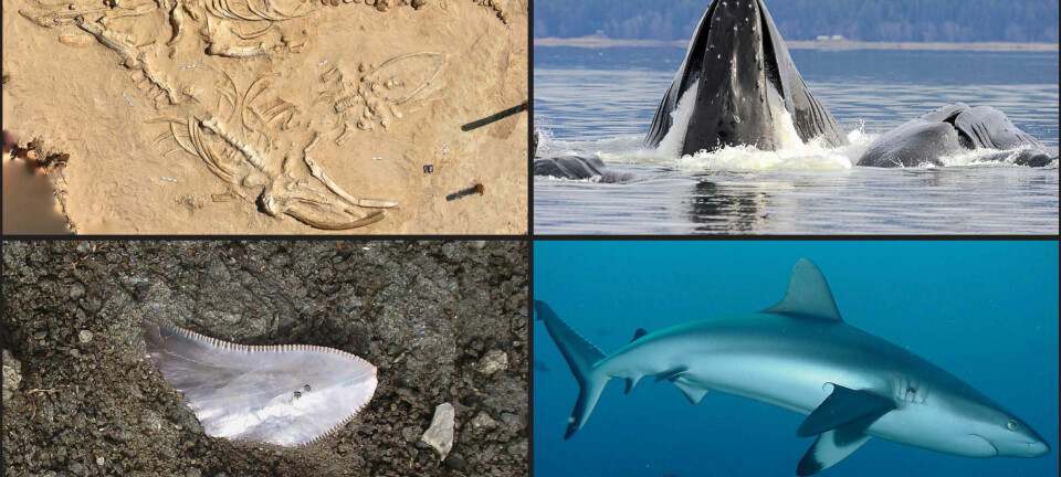 Fossile slektninger kan røpe hvor utrydningstruede dagens marine liv er. Sjøpattedyr som hval blir utryddet raskere enn haier fra naturens side. (Foto: Nicholas D. Pyenson, Ari S. Friedlaender, Catalina Pimiento, Kevin D. Lafferty)