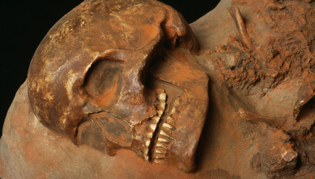 En Cro Magnon-hodeskalle fra Tsjekkia. Dette skal ha vært det første anatomisk moderne mennesket som levde i Europa, og kom hit for rundt 45 000 år siden. (Foto: Science Photo LIbrary) En Cro Magnon-hodeskalle fra Tsjekkia. Dette skal ha vært det første anatomisk moderne mennesket som levde i Europa, og kom hit for rundt 45 000 år siden. (Foto: Science Photo LIbrary)