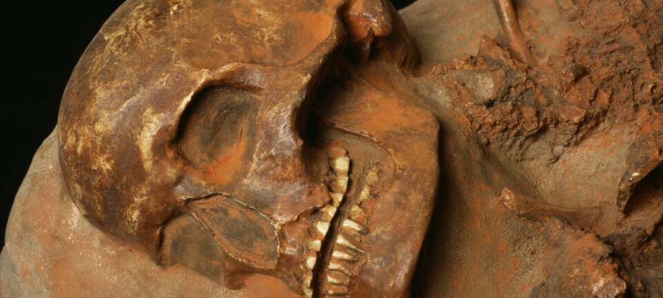 En Cro Magnon-hodeskalle fra Tsjekkia. Dette skal ha vært det første anatomisk moderne mennesket som levde i Europa, og kom hit for rundt 45 000 år siden. (Foto: Science Photo LIbrary)