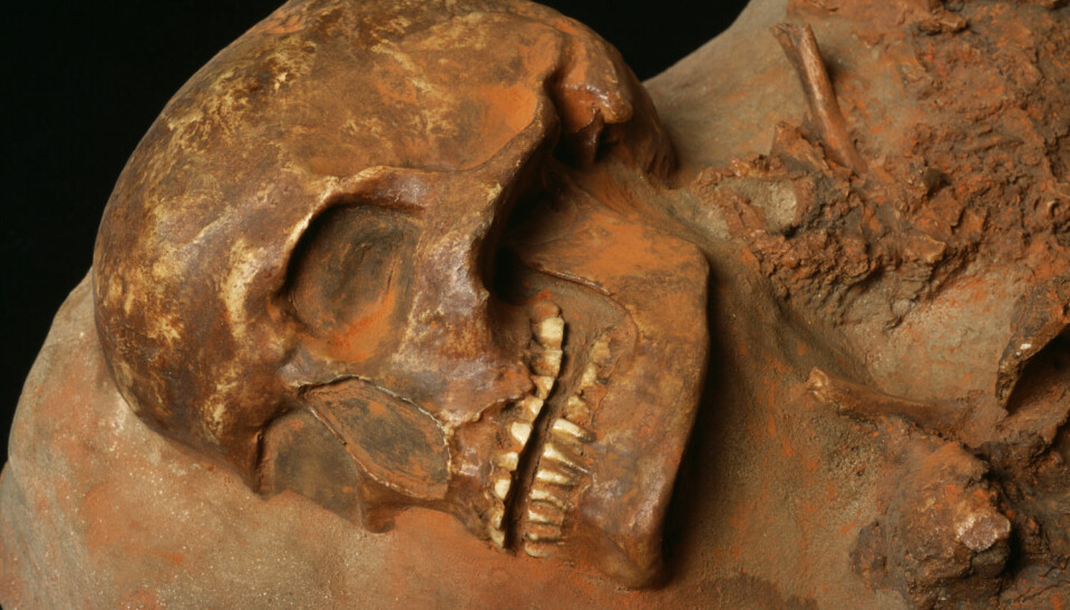 En Cro Magnon-hodeskalle fra Tsjekkia. Dette skal ha vært det første anatomisk moderne mennesket som levde i Europa, og kom hit for rundt 45 000 år siden. (Foto: Science Photo LIbrary)