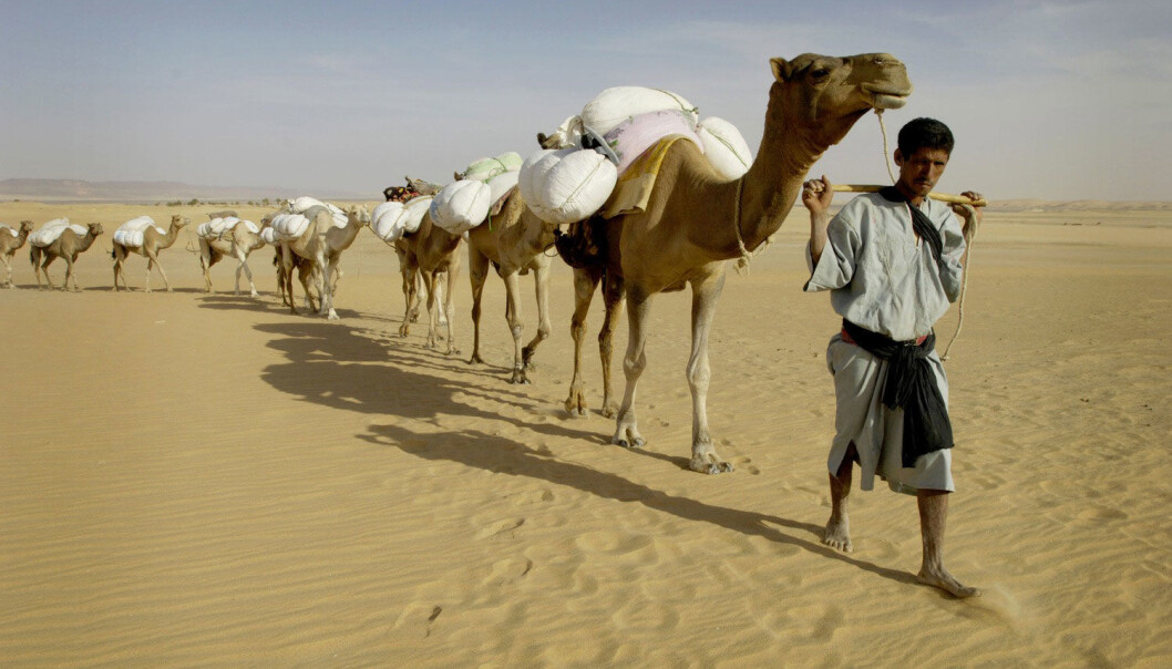 Sahel-regionens tørre savannebelte strekker seg fra Senegal i vest til Sudan i øst, sør for Sahara. Her en mauritansk kamel-karavan. (Foto: Reuters) Sahel-regionens tørre savannebelte strekker seg fra Senegal i vest til Sudan i øst, sør for Sahara. Her en mauritansk kamel-karavan. (Foto: Reuters)