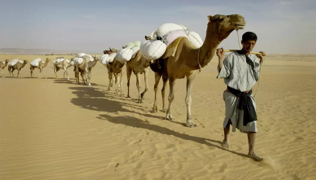 Sahel-regionens tørre savannebelte strekker seg fra Senegal i vest til Sudan i øst, sør for Sahara. Her en mauritansk kamel-karavan. (Foto: Reuters)