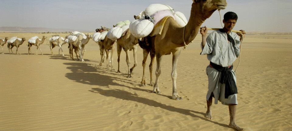 Sahel-regionens tørre savannebelte strekker seg fra Senegal i vest til Sudan i øst, sør for Sahara. Her en mauritansk kamel-karavan. (Foto: Reuters)