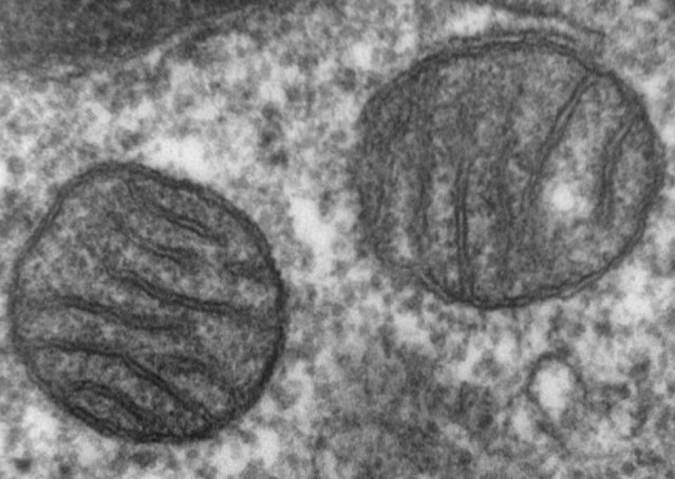 Mitokondrier er små kraftverk som finnes inni alle celler i kroppen. Denne forstørrelsen viser to mitokondrier i vev fra en pattedyrlunge. Forskere mener at mitokondriene en gang var bakterier, som ble en del av cellene vi stammer fra for over 1,5 milliarder år siden. (Foto: Creative Commons)