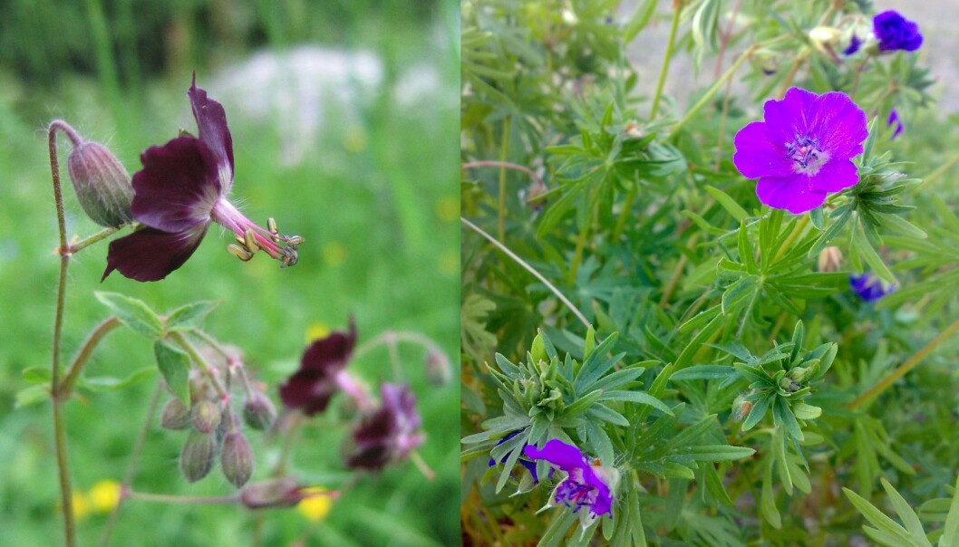 Til venstre ser du brunstorkenebb, en utenlandsk hageblomst som har blitt populær i Norge. Den kommer fra sør i Europa. Til høyre ser du den norske blodstorkenebben, som vokser vilt på mange steder i Norge. - Bruk heller den norske planten, mener botaniker Kristina Bjureke. (Foto: Nova / Bjoertvedt - Wikipedia) Til venstre ser du brunstorkenebb, en utenlandsk hageblomst som har blitt populær i Norge. Den kommer fra sør i Europa. Til høyre ser du den norske blodstorkenebben, som vokser vilt på mange steder i Norge. - Bruk heller den norske planten, mener botaniker Kristina Bjureke. (Foto: Nova / Bjoertvedt - Wikipedia)