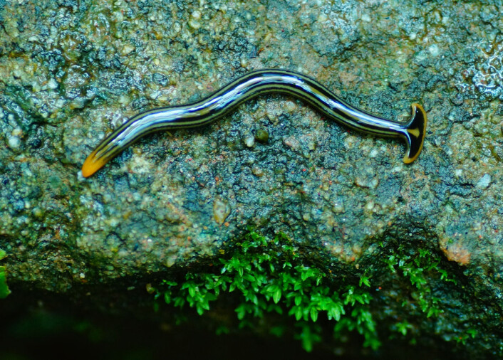 Kunnskap om flatormen kan trolig brukes til å utvikle metoder for å dyrke fram nye organer også til mennesker. (Foto: Vengolis, Creative Commons Navngivelse-DelPåSammeVilkår 3.0 Unported) Kunnskap om flatormen kan trolig brukes til å utvikle metoder for å dyrke fram nye organer også til mennesker. (Foto: Vengolis, Creative Commons Navngivelse-DelPåSammeVilkår 3.0 Unported)
