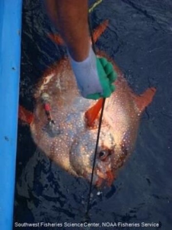På bildet setter forskerne ut en laksestørje utstyrt med sensorer for dybde, vanntemperaturen og kroppstemperatur. (Foto: NOAA Fisheries Service) På bildet setter forskerne ut en laksestørje utstyrt med sensorer for dybde, vanntemperaturen og kroppstemperatur. (Foto: NOAA Fisheries Service)