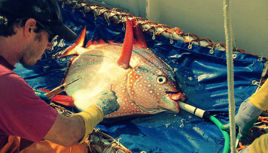 Biolog Nick Wegner setter inn en sensor i brystfinnemuskulaturen til en laksestørje. Utstyret skal registrere kroppstemperatur mens fisken svømmer rundt i havet. (Foto: NOAA Fisheries Service) Biolog Nick Wegner setter inn en sensor i brystfinnemuskulaturen til en laksestørje. Utstyret skal registrere kroppstemperatur mens fisken svømmer rundt i havet. (Foto: NOAA Fisheries Service)