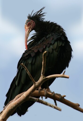 Skallet ibis er cirka 70–80 centimeter lang og har et vingespenn på 120–135 centimeter. (Foto: Richard Bartz / Wikipedia)