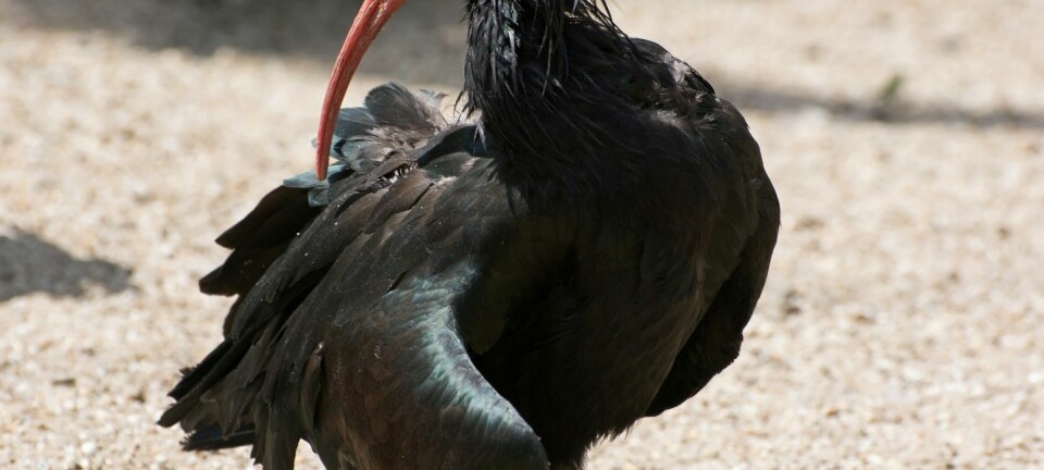 Det er kun få individer igjen av fuglen Skallet ibis i Palmyra i Syria, kanskje er det bare én hunn. (Foto: Peter Vrabel, Colourbox)