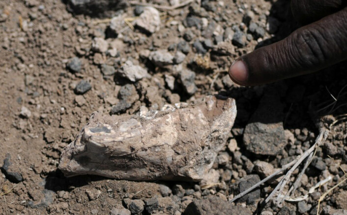 Venstre del av underkjeven til det forskerne tror er en ny art av førmennesket <i>Australopithecus</i>. Kjeven ble funnet av Alemayehu Asfaw den 4. mars, 2011 i nasjonalparken Yangudi Rassa i Etiopia. Den høyre halvdelen av kjeven ble funnet bare en meter unna. (Foto: Yohannes Haile-Selassie.)