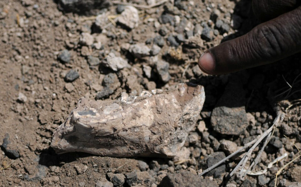Venstre del av underkjeven til det forskerne tror er en ny art av førmennesket Australopithecus. Kjeven ble funnet av Alemayehu Asfaw den 4. mars, 2011 i nasjonalparken Yangudi Rassa i Etiopia. Den høyre halvdelen av kjeven ble funnet bare en meter unna. (Foto: Yohannes Haile-Selassie.)