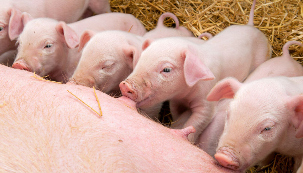 Mest mulig familielykke hos norske purker er målet. (Foto: Microstock) Mest mulig familielykke hos norske purker er målet. (Foto: Microstock)