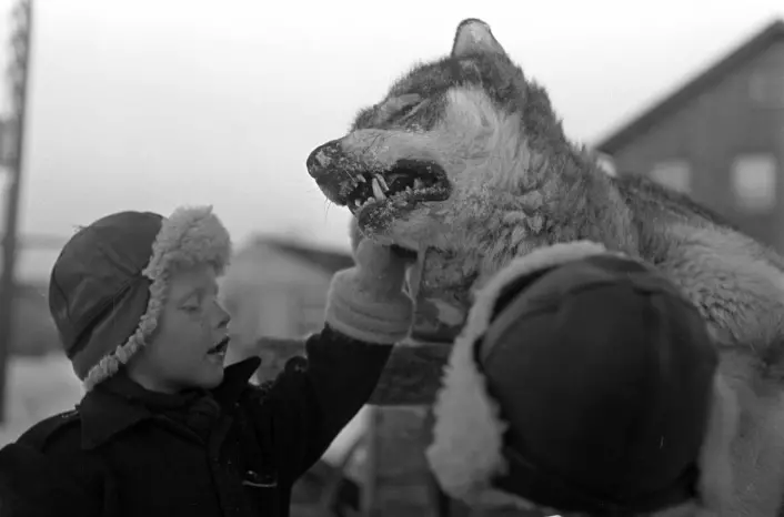 Ulvejakt i Finnmark vinteren 1949. Det skulle enda gå mer enn 20 år før ulven ble fredet i Norge. (Foto: Sverre A. Børretzen / Aktuell / Scanpix)