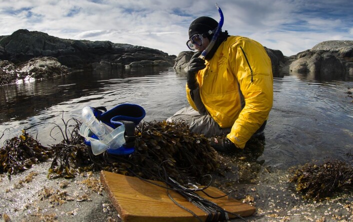 Professor Trond Amundsen har forsket på tangkutlingen i flere år. (Foto: Per Harald Olsen, NTNU) Professor Trond Amundsen har forsket på tangkutlingen i flere år. (Foto: Per Harald Olsen, NTNU)
