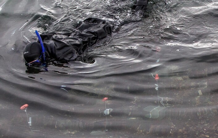 Forskerne legger ut kunstige reir i PVC som fiskene kan bruke. Reirene er populære. (Foto: Per Harald Olsen, NTNU) Forskerne legger ut kunstige reir i PVC som fiskene kan bruke. Reirene er populære. (Foto: Per Harald Olsen, NTNU)