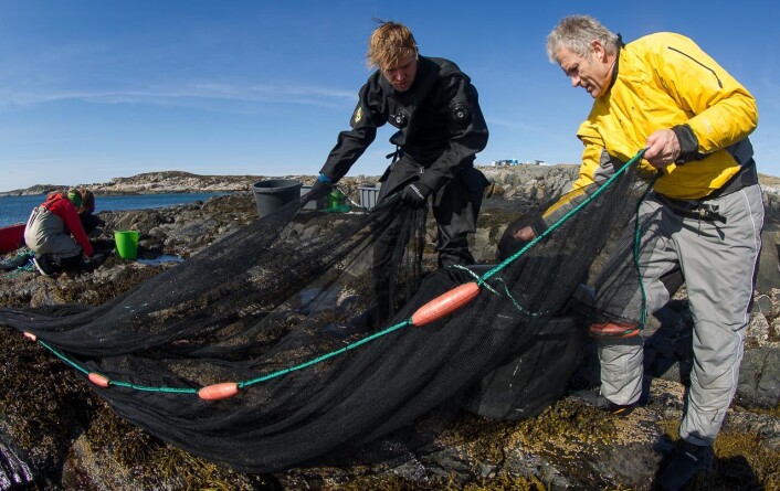 Sebastian Wacker og Trond Amundsen på Hitra. De kan dra opp flere hundre tangkutlinger i ett kast med garnet. (Foto: Per Harald Olsen, NTNU) Sebastian Wacker og Trond Amundsen på Hitra. De kan dra opp flere hundre tangkutlinger i ett kast med garnet. (Foto: Per Harald Olsen, NTNU)