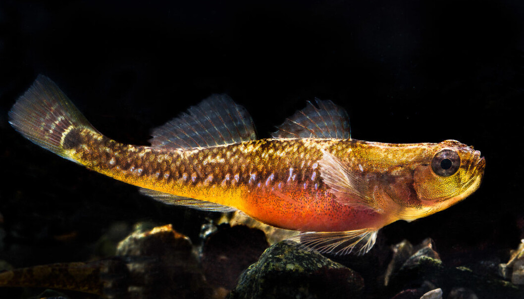 Tangkutlingen er kanskje liten, men den er en av våre viktigste fiskearter. (Foto: Per Harald Olsen, NTNU) Tangkutlingen er kanskje liten, men den er en av våre viktigste fiskearter. (Foto: Per Harald Olsen, NTNU)