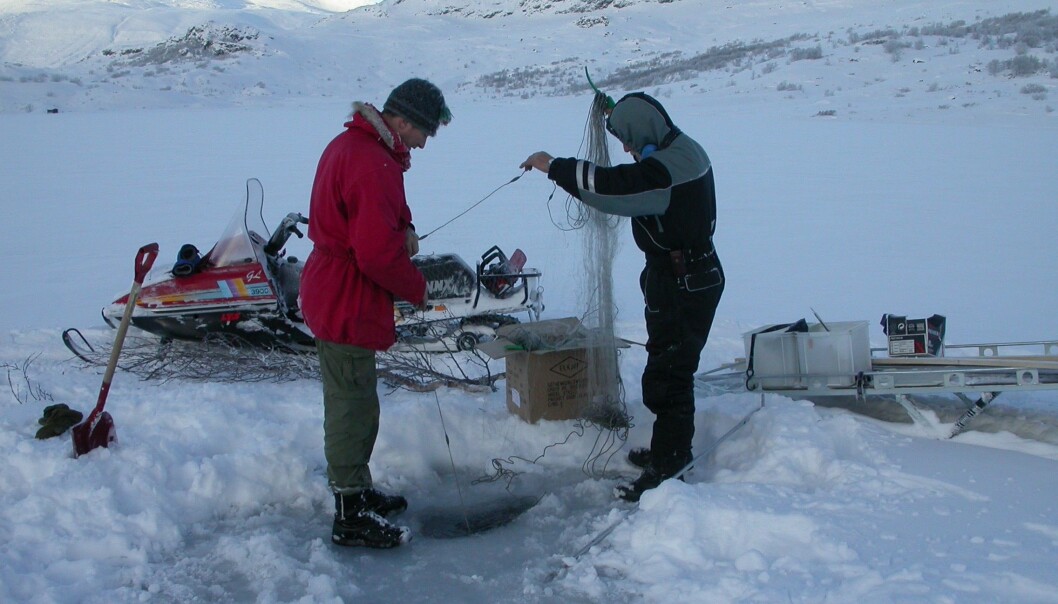 Vinterfiske for å skaffa materiale til måling av radiocesium. (Foto: John Brittain, NHM) Vinterfiske for å skaffa materiale til måling av radiocesium. (Foto: John Brittain, NHM)