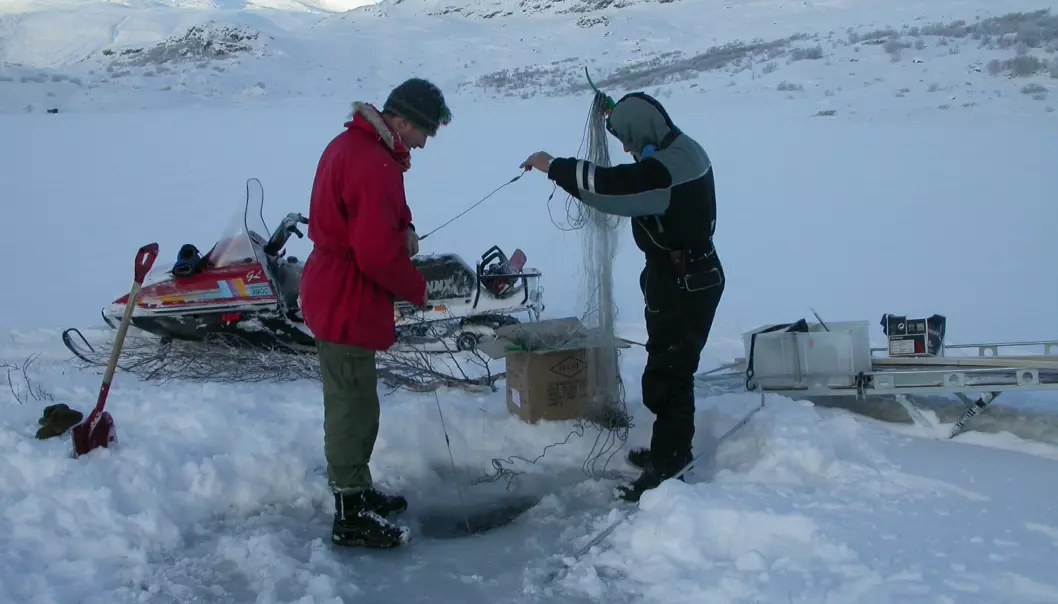 Vinterfiske for å skaffa materiale til måling av radiocesium. (Foto: John Brittain, NHM)