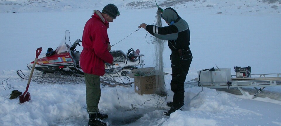 Vinterfiske for å skaffa materiale til måling av radiocesium. (Foto: John Brittain, NHM)