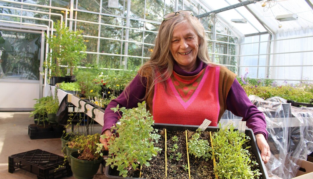 Anne Finnanger i Botanisk hage med såplanter klare for omplanting. (Foto: Dag Inge Danielsen) Anne Finnanger i Botanisk hage med såplanter klare for omplanting. (Foto: Dag Inge Danielsen)