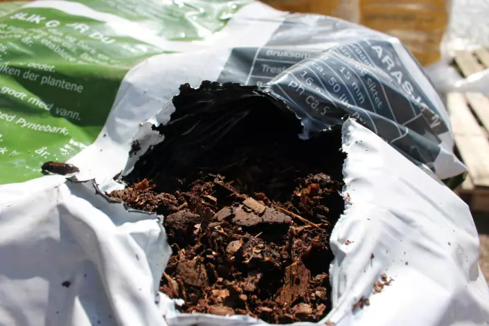 Furu pyntebark kan blandes i kompost for å få en mer luftig struktur i jorden.  (Foto: Dag Inge Danielsen)