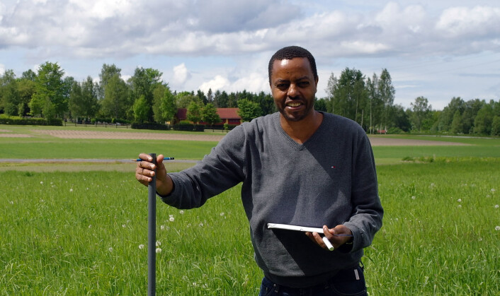Alemayehu Kidane er en av pionerene på bruk av sikori som beiteplante i Norge. (Foto: Åshild T. Randby) Alemayehu Kidane er en av pionerene på bruk av sikori som beiteplante i Norge. (Foto: Åshild T. Randby)