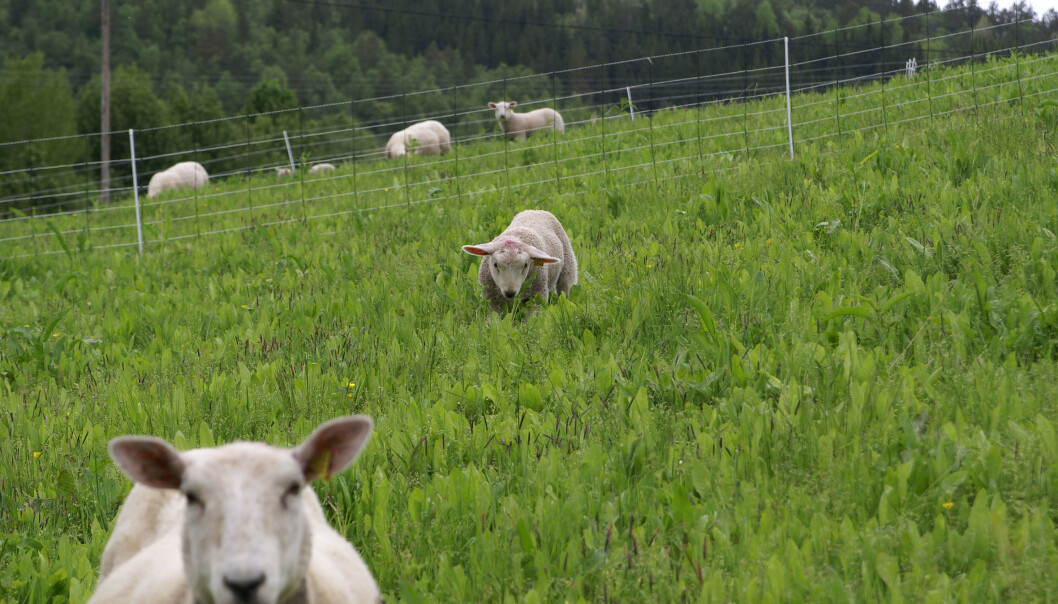 Lam som fôres med sikori, legger på seg mer enn de som ikke gjør det. Her fra forsøkene på Nord-Vestlandet. (Foto: Alemayehu Kidane, Bioforsk) Lam som fôres med sikori, legger på seg mer enn de som ikke gjør det. Her fra forsøkene på Nord-Vestlandet. (Foto: Alemayehu Kidane, Bioforsk)
